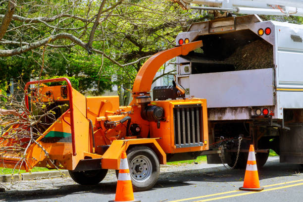 Best Tree Removal Services  in Houserville, PA